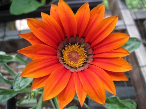 [Orange Flowers For Your Garden] | Old Farmer's Almanac