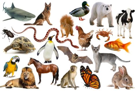 Becoming Italian Word by Word: Animals in the Italian Language