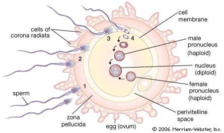 fertilization of human egg - Students | Britannica Kids | Homework Help