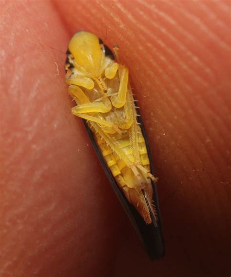 Maryland Biodiversity Project - Red-banded Leafhopper (Graphocephala coccinea)