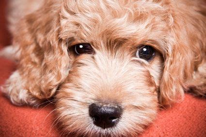 9 Unusual Dog Breeds and Mixes This Vet Is Seeing More Of | Goldendoodle, Unusual dog breeds, Dogs