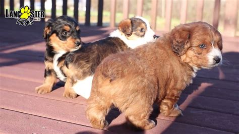 Do Corgi Poodle Mixes Shed