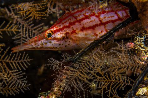 Longnose Hawkfish-Facts and Photographs • Seaunseen