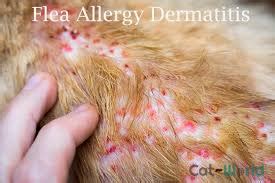 flea allergy dermatitis - Cat Tales