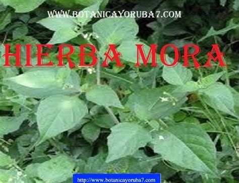 HIERBA MORA en 2020 | Hierbas, Hierba mora, Plantas medicinales