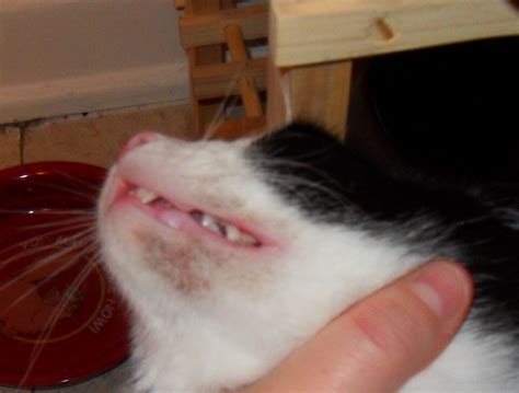 Feline Acne: Causes Symptoms And Treatment – CelestialPets