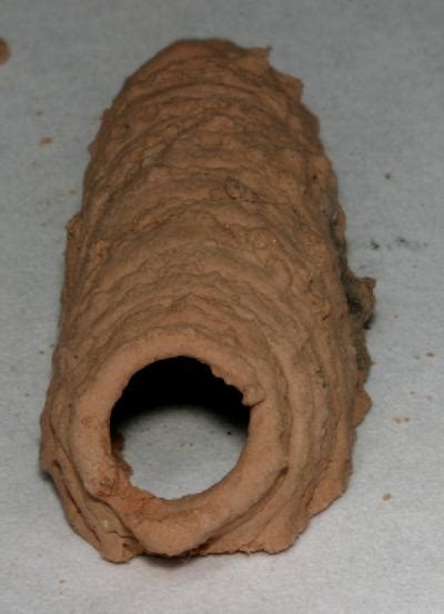 Mud Wasp Nest Identification