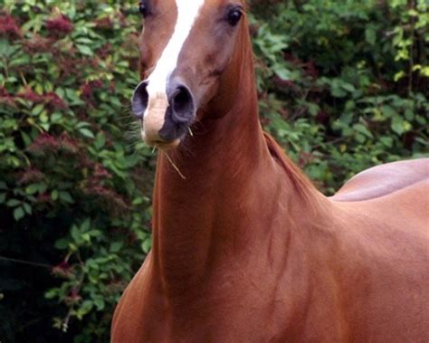 Racy Angel ox: broodmare, Pedigree - rimondo