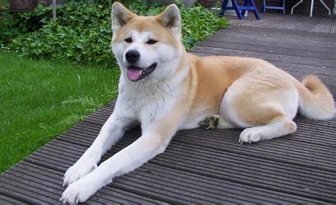 File:Akita inu.jpeg - Wikipedia