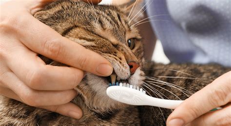 Here's How To Treat Cat Stomatitis Naturally AT HOME - Zumalka