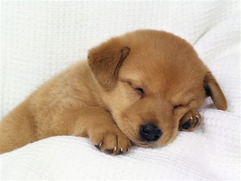 cute-baby-dog-sleeping-1600×1200 | Animal Fair | Wendy Diamond | Pet lifestyle Expert | Animal ...