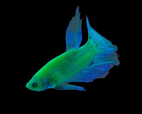 Green Glofish