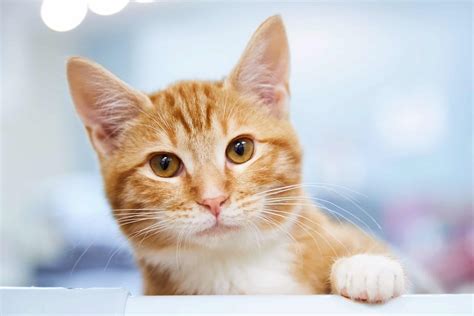 Orange Eyes in Cats: What Breed of Cat Has Orange Eyes?