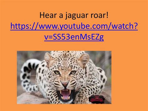 Jaguar facts