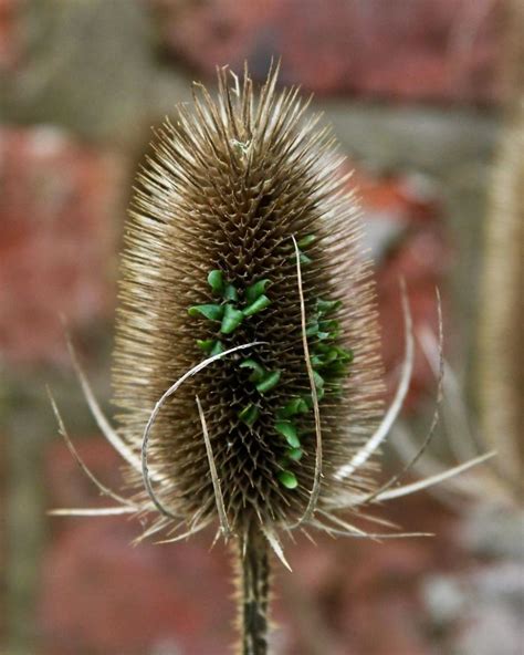 56 Viviparous Plants That Look Both Gruesome And Fascinating