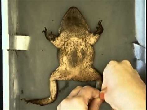 Toad Dissection Part 5 - Pinning - YouTube