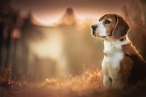 Beagles 1080P, 2K, 4K, 5K HD wallpapers free download | Wallpaper Flare