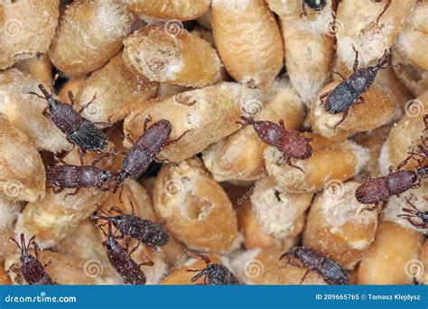 Wheat Weevil Sitophilus Granarius Beetles on Damaged Grain Stock Image ...