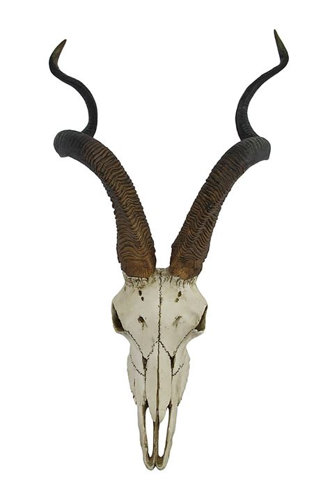 Antelope Skeleton