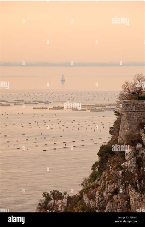 Mussel farming in the sea, Duino - Trieste Stock Photo - Alamy