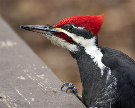 Woodpeckers In Mississippi: 8 Species You'll Want To Look For