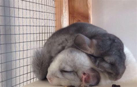 Chinchilla sleeping | Chinchilla, Cute creatures, Cute animals