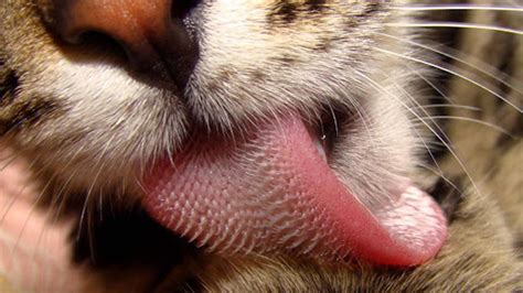 ¿Por qué los gatos tienen la lengua rasposa y áspera?