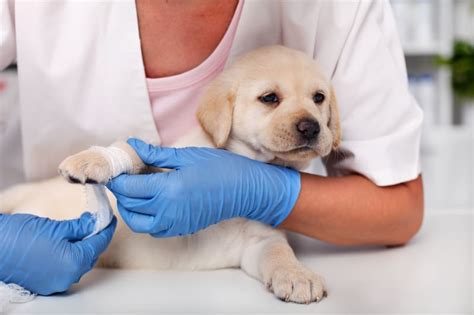 Dog Wound Care: A Complete Guide | Poway Vets