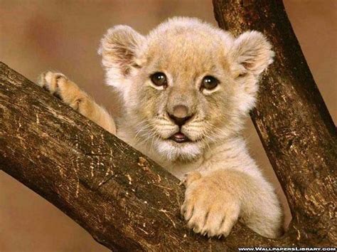 154 Of The Cutest Baby Animals Of All Time | Cute baby animals, Baby animals, Cute animals