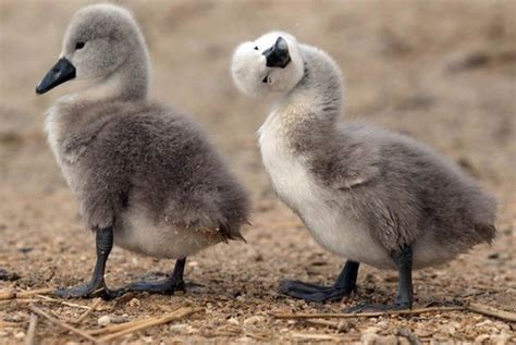 I Can Has Cheezburger? - cygnets - Funny Animals Online - Cheezburger