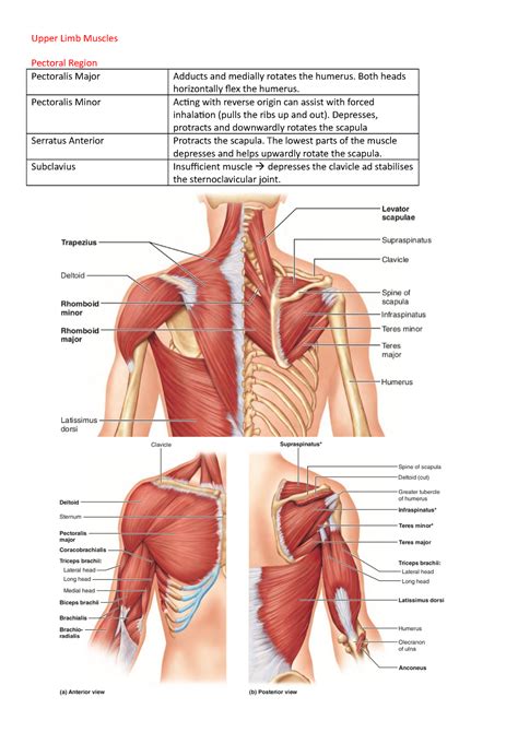 Muscles of the Upper Limb - Upper Limb Muscles Pectoral Region ...