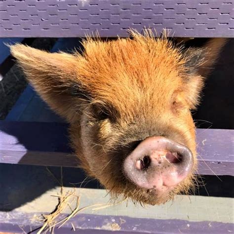 Potbelly, Juliana, and Mini Pig Trainer | Animal Attraction Unlimited