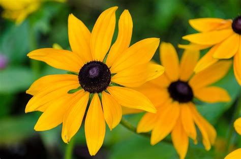 Black-Eyed Susan Flowers: Exploring Their Rich Meaning and Symbolism - Petal Republic