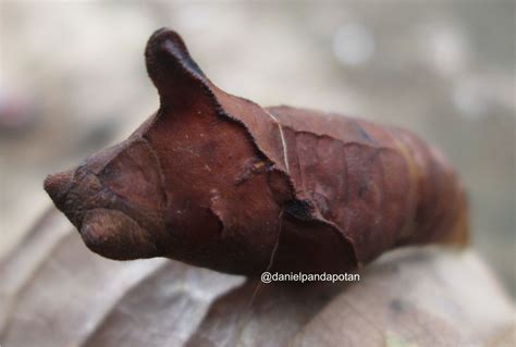 The Beauty of Nature: Pupa