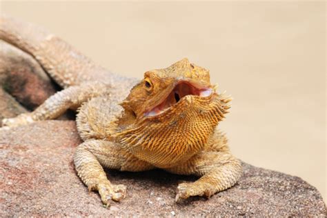 5 Facts to Know about Bearded Dragons before Adopting Them as Pets - AtoAllinks