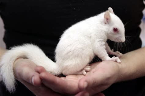 These super-rare albino animals are giving us LIFE