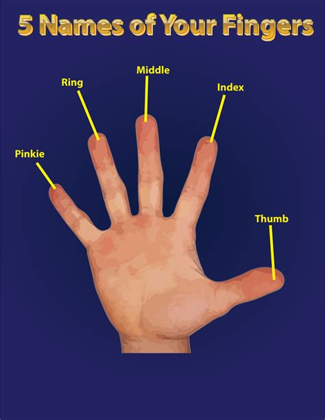Names Of Fingers Anatomy