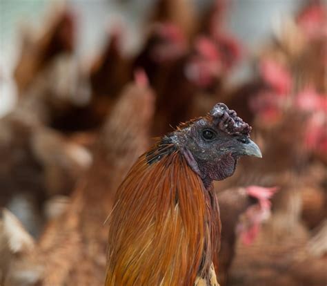 Premium Photo | Chicken in the coop hen at farm