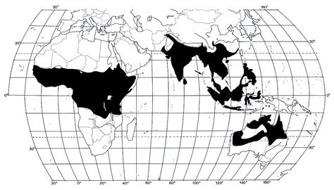 Megadermatidae distribution map