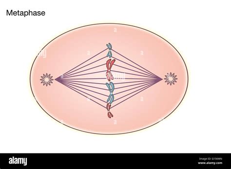 Diagram of Metaphase of Mitosis in an animal cell Stock Photo: 103991909 - Alamy