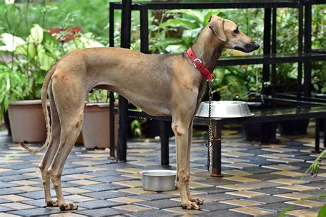 List of Indie/ Desi Dog Breeds: - Cheka Paws Animal Care