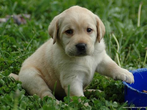 Lovely Labrador Retriever puppy photo and wallpaper. Beautiful Lovely Labrador Retriever puppy ...