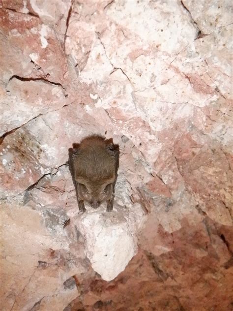 Locating Potential Bat Habitats in Abandoned Mines with GIS | Eos