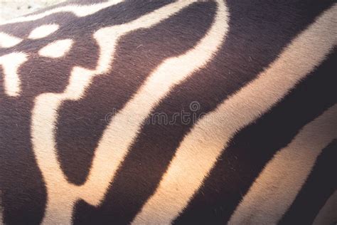 Close Up Photograph of a Zebra Skin Stock Photo - Image of hair, close: 114468568