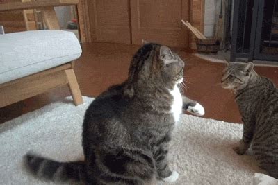 Playful Cats GIFs - Find & Share on GIPHY