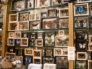Framed Butterfly Displays | Taken at the Evolution Store, Sc… | Flickr