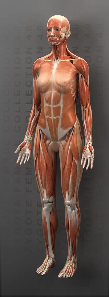 Zygote::3D Female Muscular System | Medically Accurate | Human | Anatomy