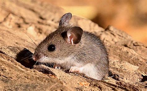 Blog - What To Do About Field Mice In Louisiana