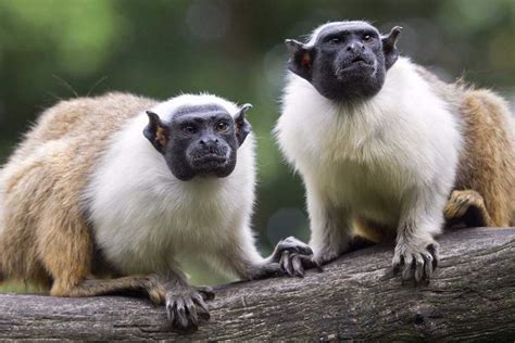 A pair of tamarin monkeys in Colombia | Insight Guides Blog