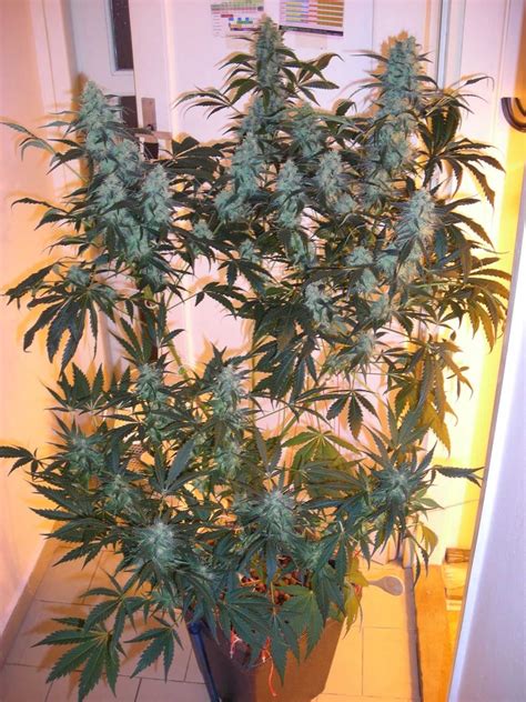 Afghan kush World of seeds